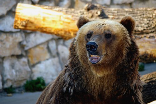 Russian Bears Raiding Graveyards