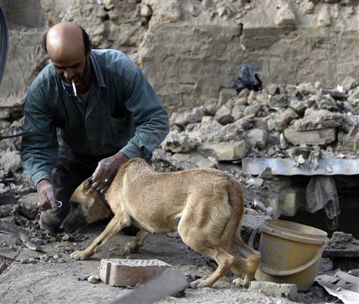 Al Qaeda Tries to Turn Dogs Into Suicide Bombers