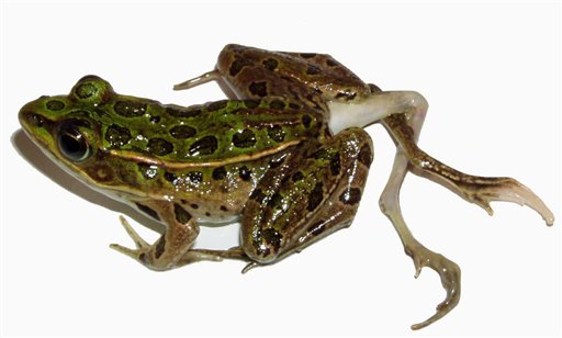 Zoos Leap Into Year of Frog