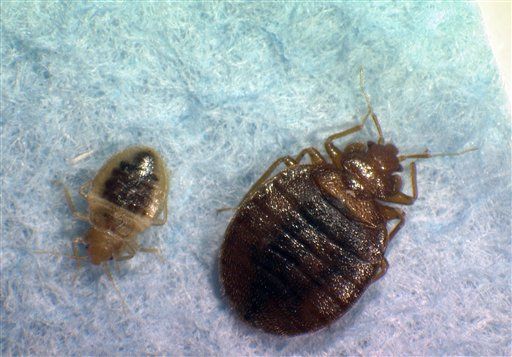 Bedbugs Scoff at Our Puny Pesticides
