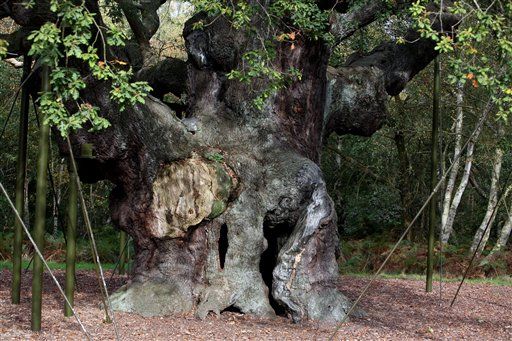 For Sale: Sherwood Forest, and Other Iconic Properties