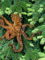 Tree Octopus Suckers Students