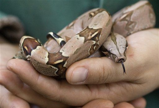 Boa Lost on Boston Subway Is Found—After 4 Weeks