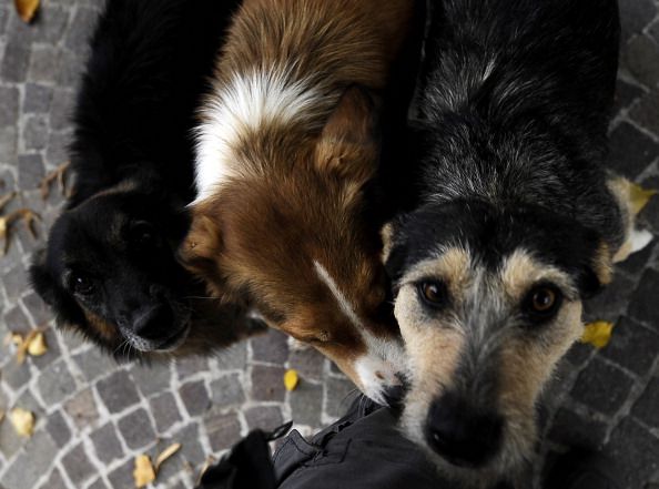 10K Stray Dogs to Be Shot