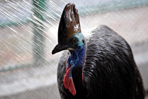 Aussies Warned to Flee Killer Birds