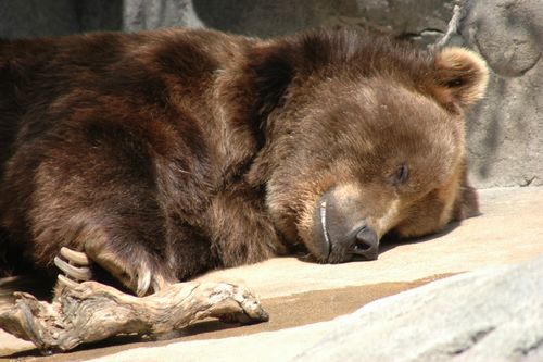 What We Can Learn from Hibernating Bears