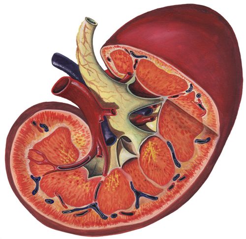 Young Patients Waiting for Kidneys May Get Priority