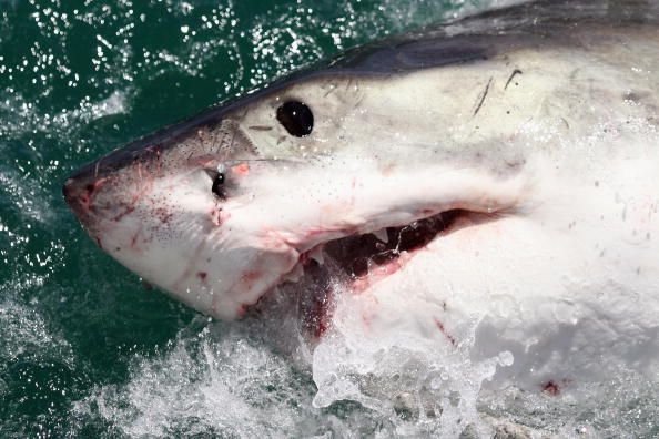 Shark Attacks Wakeboarder in Australia
