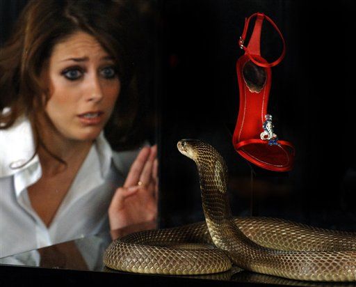 Egyptian Cobra Missing at the Bronx Zoo's Reptile House