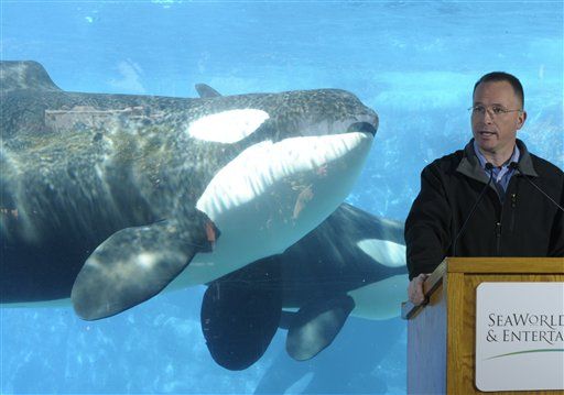 SeaWorld's Trainer-Killing Whale Tilikum to Perform Again