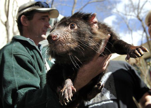 Tasmanian Devil, Once Reviled, Wins Hearts in Australia as Extinction Looms