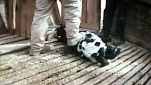 Hidden Camera Captures Abuse of Calves at E6 Cattle Company in Hart, Texas