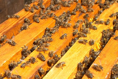 Bees Kill Texas Couple