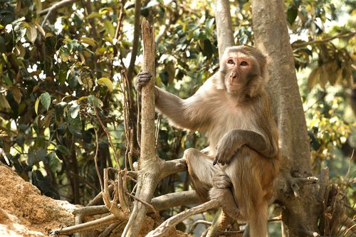 AIDS Research: HIV Vaccine Works in Monkeys
