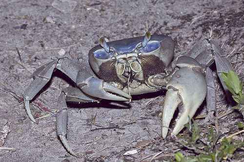 Hawaii Land Crabs Vanished About the Same Time Human Settlers Arrived