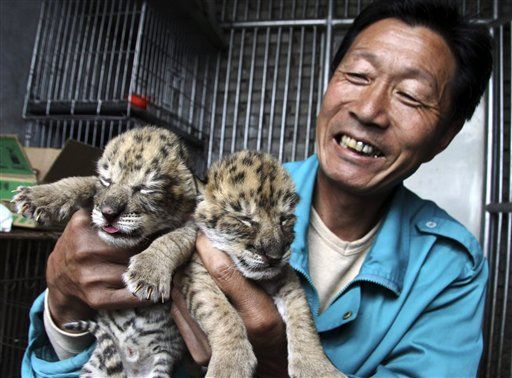 Dog Nurses Rare Liger Cubs in China Zoo