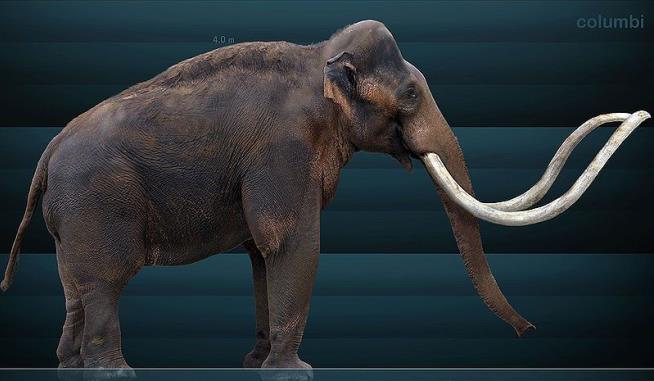 Hybrid Mammoths Unearthed