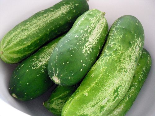 Astronaut Plans to Grow Cucumbers in Space