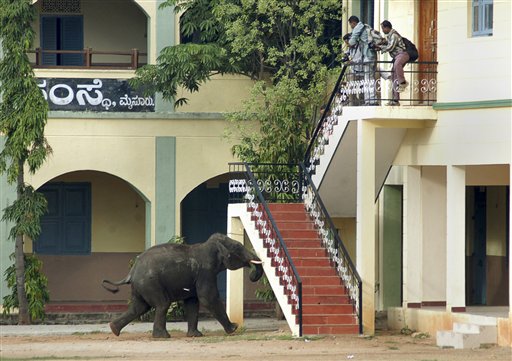 Mysore, India Wild Elephant Attack Leaves One Dead, Others Injured