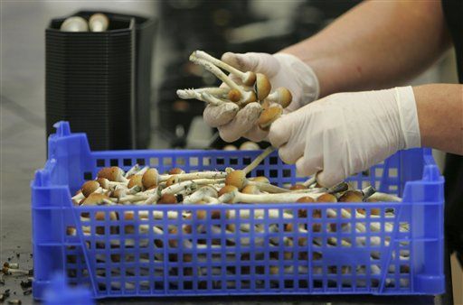 Study Finds Perfect Dose for Medical 'Shrooms
