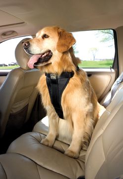 Latest Car Safety Trend: Dog Seatbelts