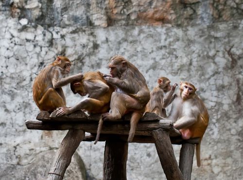 Two Monkeys Get Married in India