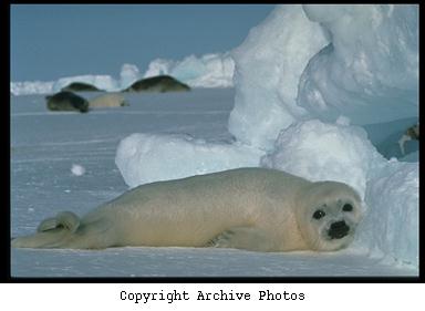 Ice Melt Imperils Baby Seals