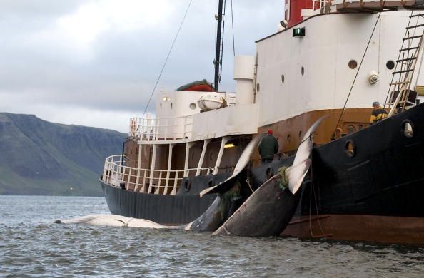 US Threatens Iceland With Sanctions Over Whaling