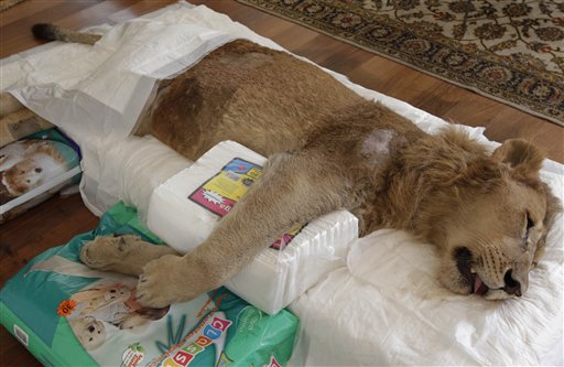 Paralyzed Lion Ariel Dies in Brazil: Famous Male Feline Had Over 62K 'Likes'