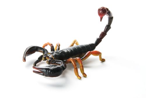 FDA Approves Mexican Scorpion Anti-Venom