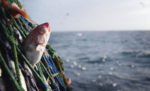 Marine Scientists: Ban Deep-Sea Fishing