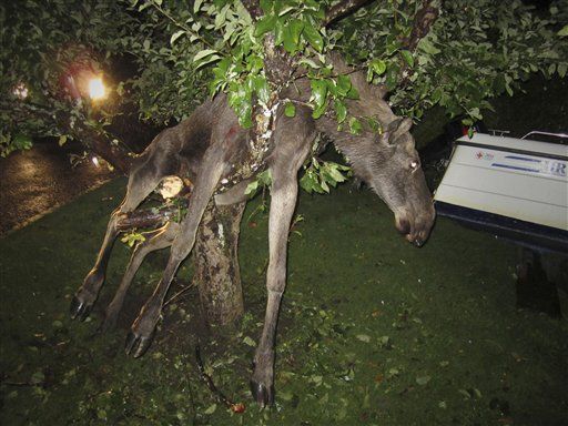 Drunken Elk Rescued From Tree