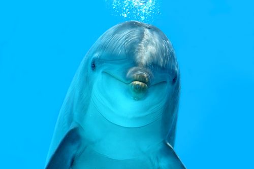 New Dolphin Species, the Burrunan Dolphin, Found in Australia