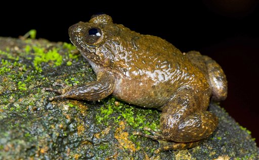 12 New Frog Species Found