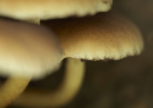 'Magic Mushrooms' Alter Long-Term Personality: Study