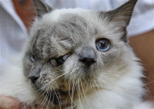 Cat With 2 Faces Sets Record