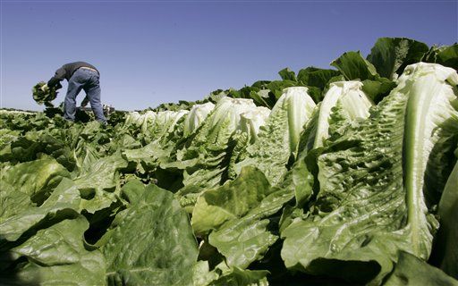 30,000 Pounds of Lettuce Recalled in Listeria Scare