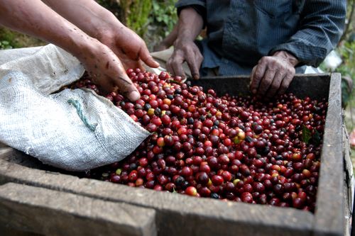 Central American Coffee Crops Hammered by Rainfall