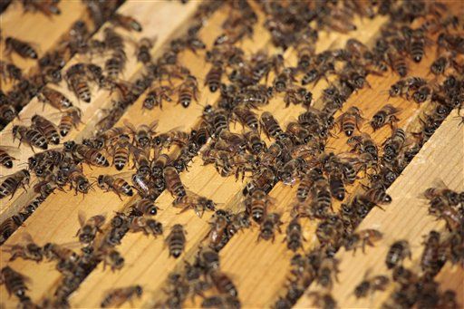 Utah Truck Crash Frees 25M Bees