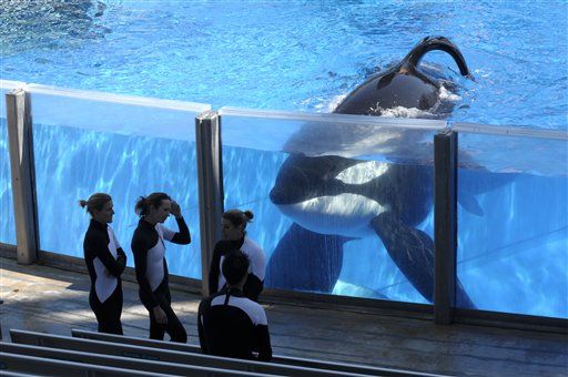 PETA Sues SeaWorld for Whale 'Slaves'