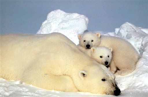 Webcams Show Polar Bear Migration