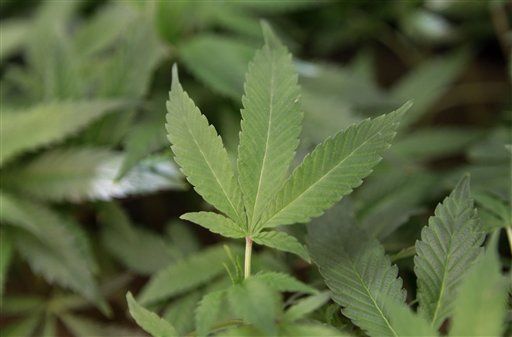 Medical Marijuana Backers Sue Federal Government