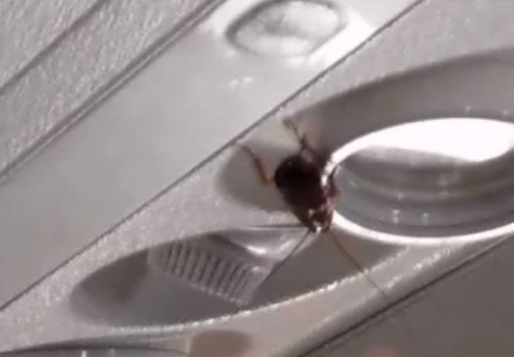 Couple Sues AirTran Over Cockroaches on Flight