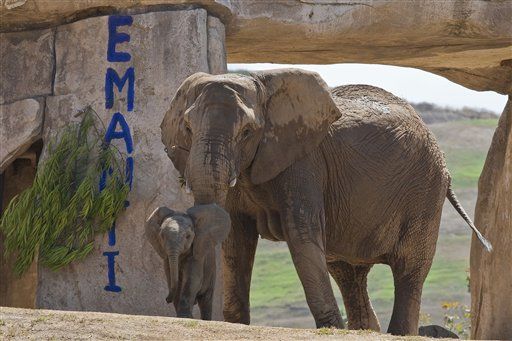 San Diego Zoo Elephant Dies After Fight