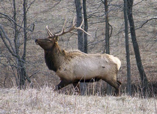 $6.5M Ranch Comes With ... Herd of Elk
