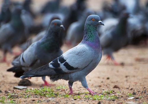 Pigeons Ace Math Tests