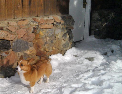 Avalanche Dog Turns Up Alive