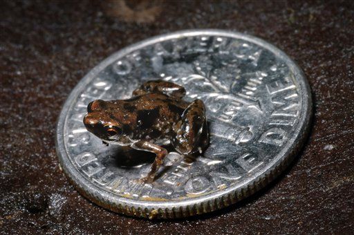 Paedophryne amauensis, World's Smallest Frog, Found in Papua New Guinea