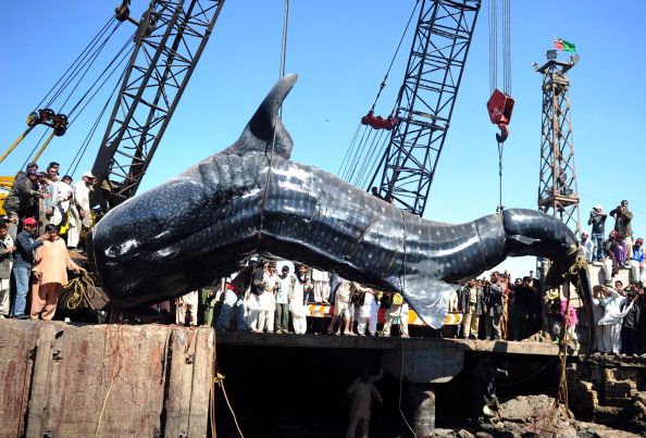 Big Catch in Pakistan: Giant Whale Shark