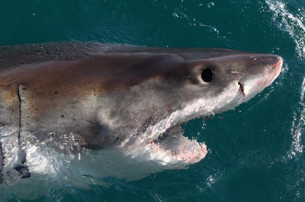 Shark Attack Fatalities Spiked Last Year